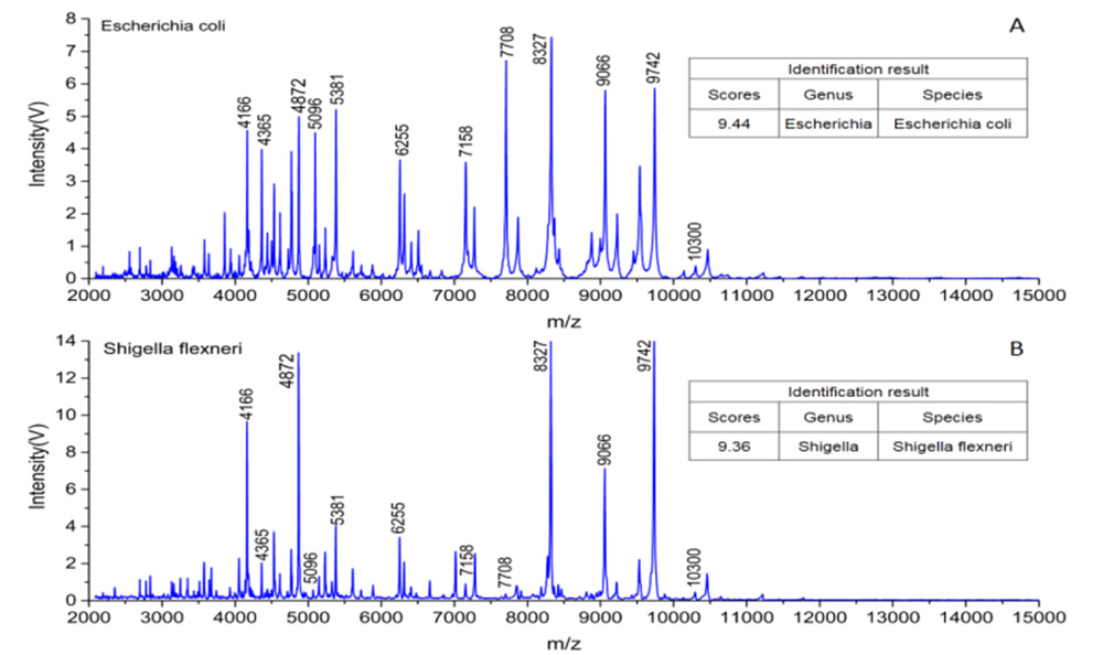 大肠埃希氏菌和福氏志贺菌区分鉴定