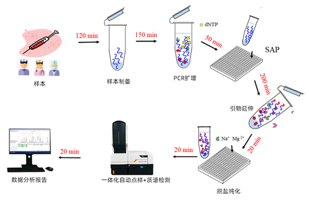 核酸质谱检测流程示意图